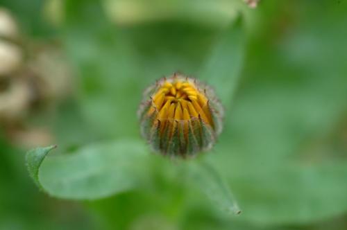 JardMaj2001 1017AP