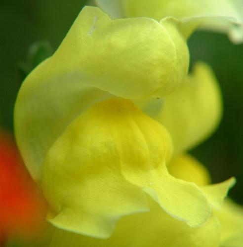 floryellow